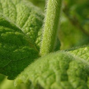Peppermint Seeds / Mentha rotundifolia