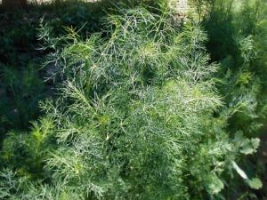 Семена от Копър - Tetradill - 4500 броя - 5гр.