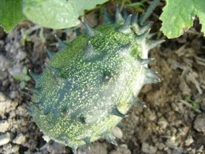 Семена  от Кивано / Африканска рогата краставица (KIWANO) - 15 броя