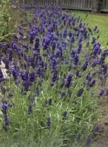 Лавандула (Lavandula angustifolia) - 750 семена (0,75 g)