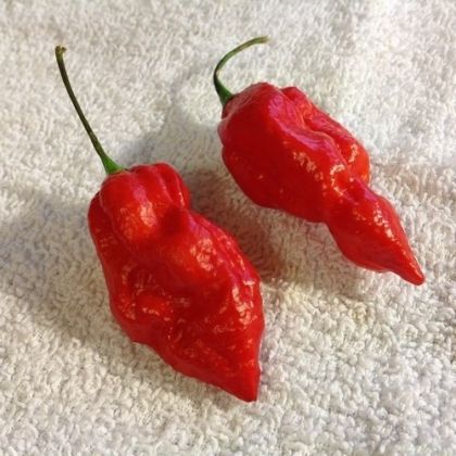 Семена от люти чушки сорт "Нага Морич" (Naga Morich) 15 бр
