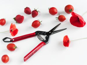 Professional scissors for picking fruits, vegetables and flowers, 190 mm - Chikamasa T-55C