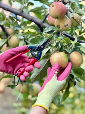 Professional scissors for picking fruits, vegetables and flowers, 190 mm - Chikamasa T-55C