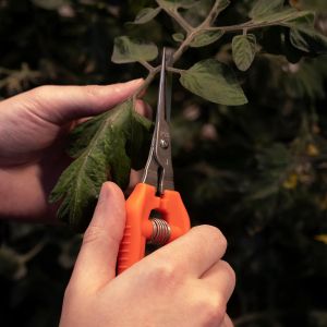 Professional garden shears for picking fruit, 185 mm - Chikamasa TP-530S (ultralight)