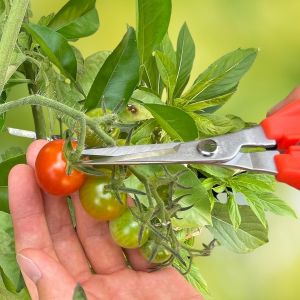 Professional garden shears for picking fruit, 185 mm - Chikamasa TP-530S (ultralight)